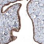 Immunohistochemical staining of human Fallopian tube shows strong nuclear positivity in glandular cells.
