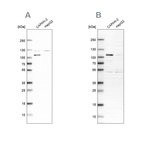 Anti-SP1 Antibody