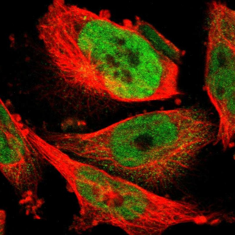 Anti-FAM172A Antibody