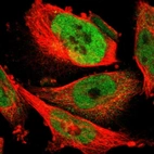 Anti-FAM172A Antibody