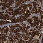 Anti-LRP4 Antibody