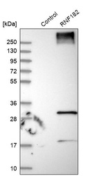 Western blot analysis in control (vector only transfected HEK293T lysate) and RNF182 over-expression lysate (Co-expressed with a C-terminal myc-DDK tag (~3.1 kDa) in mammalian HEK293T cells, LY403489).