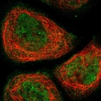 Immunofluorescent staining of human cell line A-431 shows localization to nucleoplasm & cytosol.