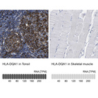 Anti-HLA-DQA1 Antibody