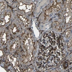 Immunohistochemical staining of human kidney shows moderate to strong membranous positivity in cells in tubules and cells in glomeruli.