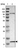 Anti-MRPL52 Antibody