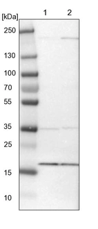 Lane 1: NIH-3T3 cell lysate (Mouse embryonic fibroblast cells)_br/_Lane 2: NBT-II cell lysate (Rat Wistar bladder tumour cells)