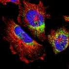 Immunofluorescent staining of human cell line U-251 MG shows localization to nucleoplasm & mitochondria.