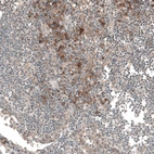 Immunohistochemical staining of human lymph node shows moderate cytoplasmic positivity in non-germinal center cells.