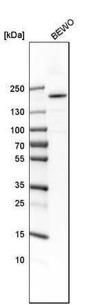 Western blot analysis in human cell line BEWO.