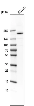 Western blot analysis in human cell line BEWO.