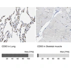 Anti-CD93 Antibody
