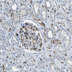 Immunohistochemical staining of human kidney shows strong membranous positivity in endothelial cells.