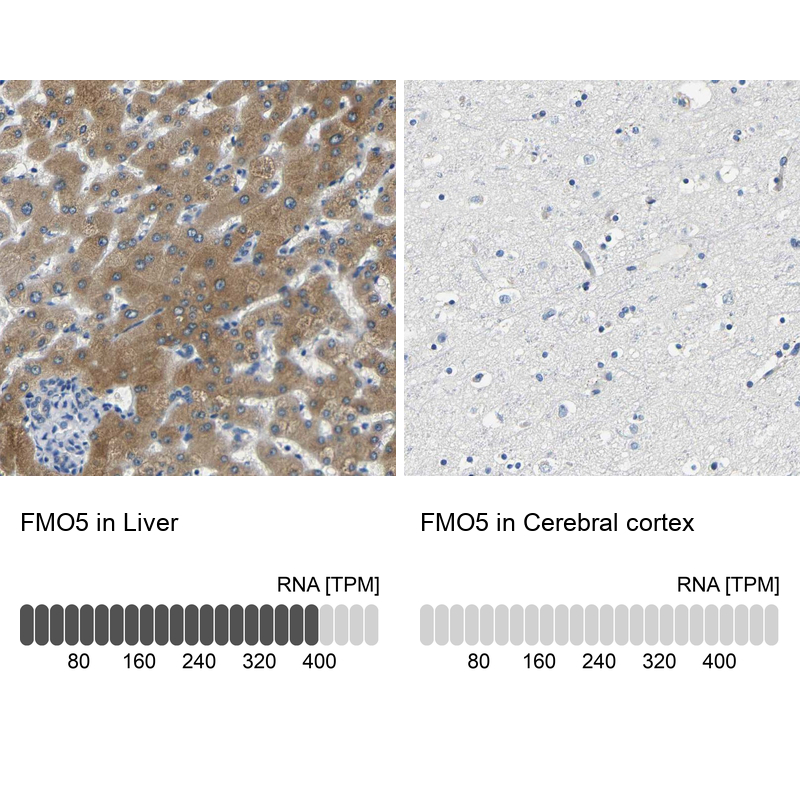 Anti-FMO5 Antibody