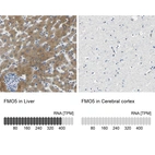 Anti-FMO5 Antibody