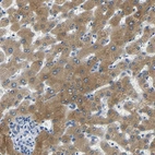 Immunohistochemical staining of human liver shows high expression.