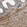 Anti-LRCH3 Antibody