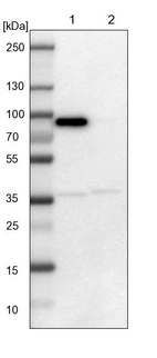 Lane 1: NIH-3T3 cell lysate (Mouse embryonic fibroblast cells)_br/_Lane 2: NBT-II cell lysate (Rat Wistar bladder tumour cells)