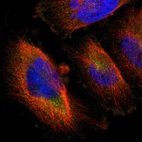 Immunofluorescent staining of human cell line U-251 MG shows localization to cytosol.