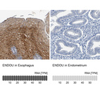 Anti-ENDOU Antibody