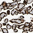 Immunohistochemical staining of human placenta shows very strong cytoplasmic positivity in trophoblastic cells.