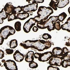 Immunohistochemical staining of human placenta shows very strong cytoplasmic positivity in trophoblastic cells.