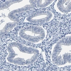 Immunohistochemical staining of human endometrium shows no positivity in glandular cells as expected.