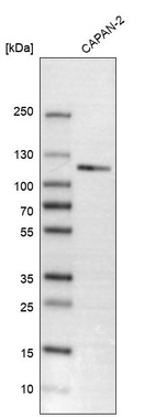 Western blot analysis in human cell line CAPAN-2.