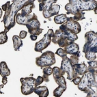 Anti-NAALADL2 Antibody