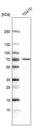 Western blot analysis in human cell line TD47D.