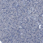 Immunohistochemical staining of human pancreas shows low expression as expected.