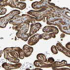 Immunohistochemical staining of human placenta shows strong cytoplasmic positivity in trophoblastic and endothelial cells.