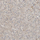Immunohistochemical staining of human liver shows weak positivity in hepatocytes.