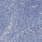 Anti-CNTN2 Antibody