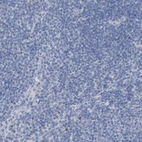 Immunohistochemical staining of human lymph node shows no positivity in non-germinal center cells as expected.
