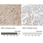 Anti-MAG Antibody