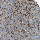 Immunohistochemical staining of human cerebellum shows strong positivity in neuronal processes in cells in granular layer.