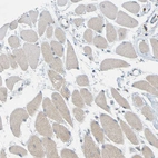 Immunohistochemical staining of human skeletal muscle shows very weak cytoplasmic positivity in myocytes.