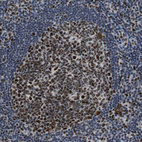 Immunohistochemical staining of human tonsil tissues shows strong nuclear positivity in non-germinal center cells.