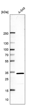 Western blot analysis in human cell line A-549.