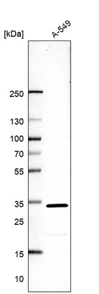Western blot analysis in human cell line A-549.