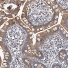Immunohistochemical staining of human small intestine shows moderate cytoplasmic positivity in glandular cells.