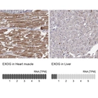 Anti-EXOG Antibody