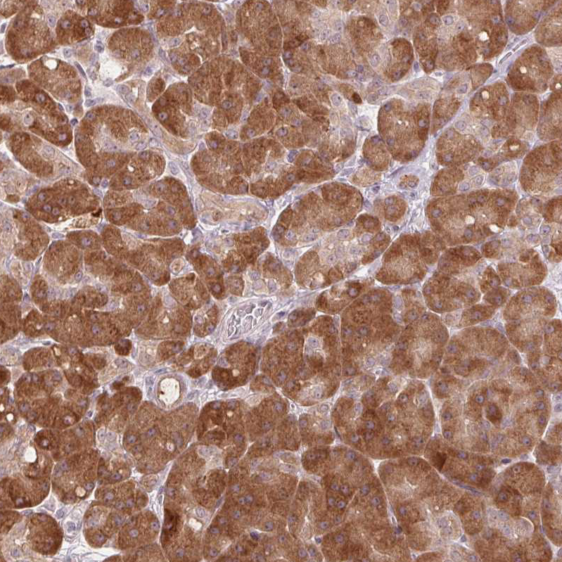 Anti-TMED6 Antibody
