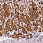 Immunohistochemical staining of human stomach shows strong cytoplasmic positivity in glandular cells.