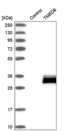 Western blot analysis in control (vector only transfected HEK293T lysate) and TMED6 over-expression lysate (Co-expressed with a C-terminal myc-DDK tag (~3.1 kDa) in mammalian HEK293T cells, LY408215).