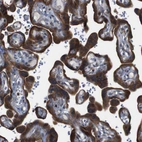 Immunohistochemical staining of human placenta shows strong cytoplasmic positivity in trophoblastic cells.