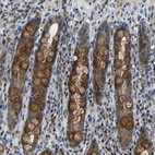 Immunohistochemical staining of human rectum shows moderate granular cytoplasmic positivity in goblet cells.