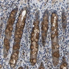 Immunohistochemical staining of human rectum shows moderate granular cytoplasmic positivity in goblet cells.