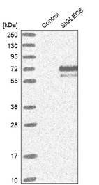 Western blot analysis in control (vector only transfected HEK293T lysate) and SIGLEC8 over-expression lysate (Co-expressed with a C-terminal myc-DDK tag (~3.1 kDa) in mammalian HEK293T cells, LY415267).